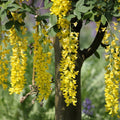 GRAINES de Cytise faux ebenier Cytise a grappes laburnum anagyroides monde vegetal