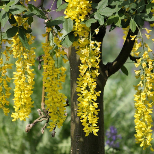 GRAINES de Cytise faux ebenier Cytise a grappes laburnum anagyroides monde vegetal