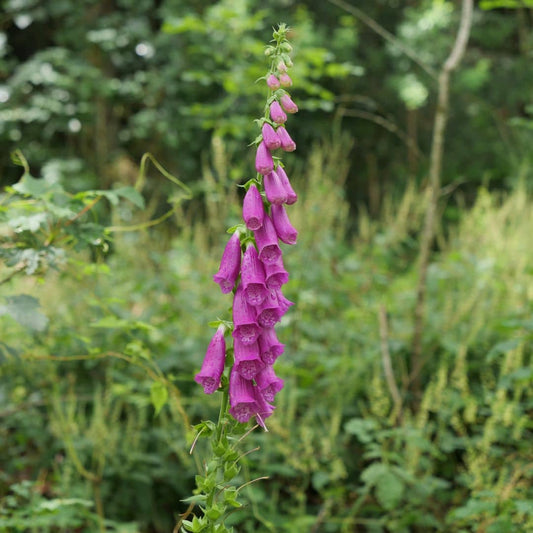 GRAINES de Digitale pourpre digitalis purpurea 