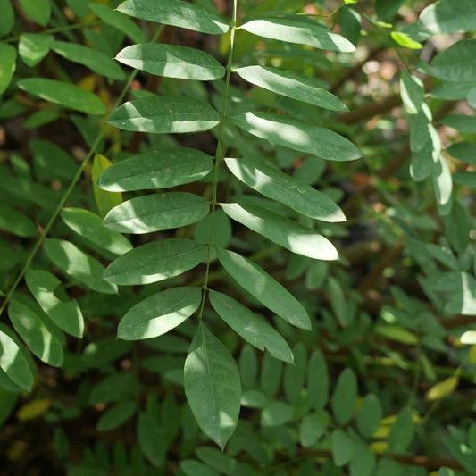 GRAINES de Faux indigo du désert Amorpha fruticosa plantes rares faciles à cultiver avec monde vegetal