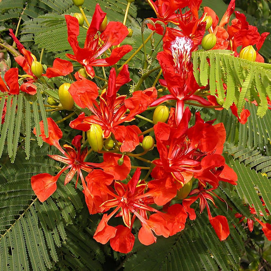 GRAINES de Flamboyant Rouge Delonix regia