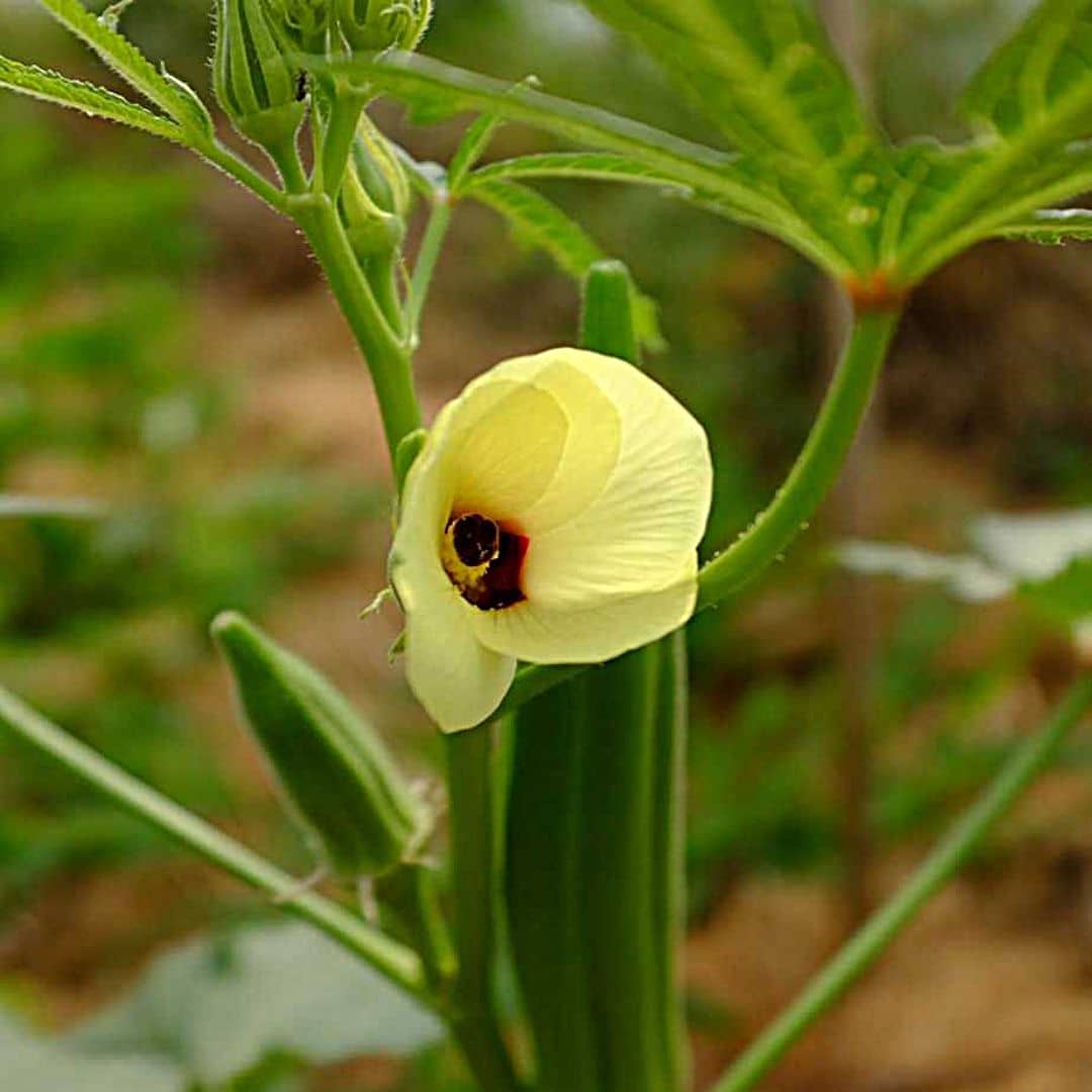 GRAINES de Gombo spineless Abelmoschus esculentus