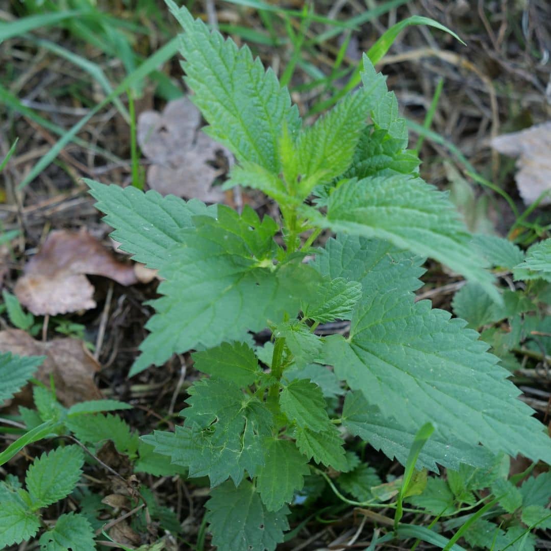 Graines De Grande Ortie Bio - 2000 Graines - Urtica Dioica - Plante Comestible Et Médicinale