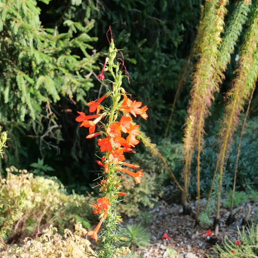 GRAINES de IPOMOPSIS RUBRA trompette écarlate comment semer et cultiver