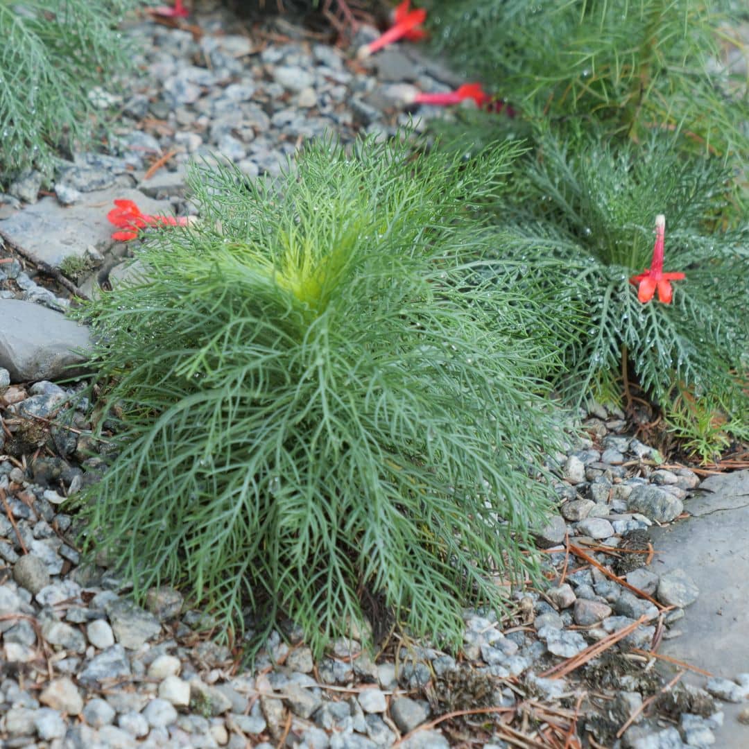 GRAINES de IPOMOPSIS RUBRA trompette écarlate plante rustique à fleurs rouges