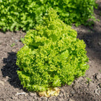 GRAINES de Lactuca sativa laitue Lollo Bionda