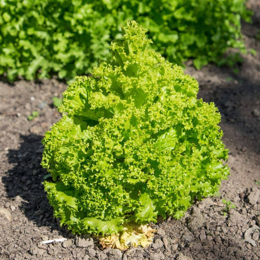 GRAINES de Lactuca sativa laitue Lollo Bionda