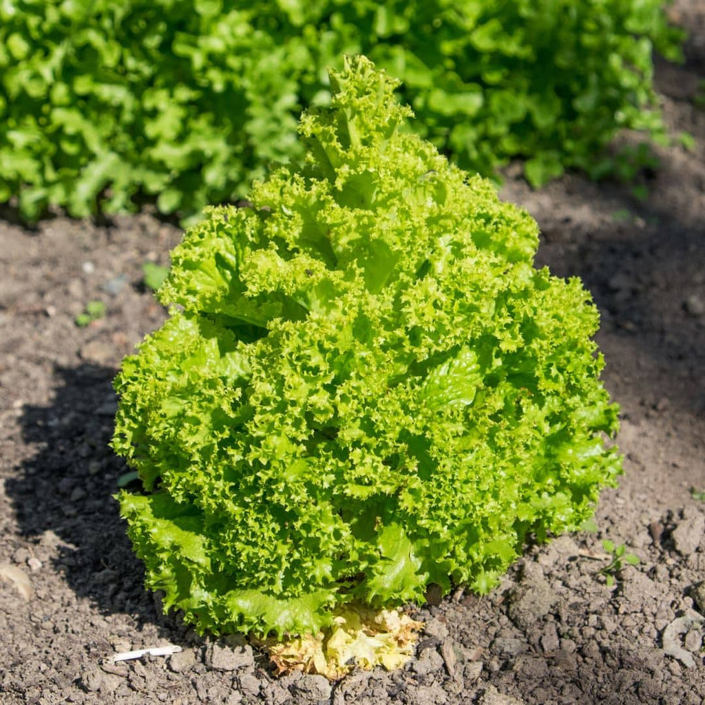 GRAINES - Laitue 'Lollo Bionda' (Lactuca sativa var. crispa)