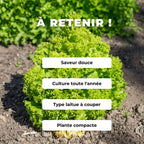 GRAINES de Lactuca sativa laitue Lollo Bionda comment semer et cultiver