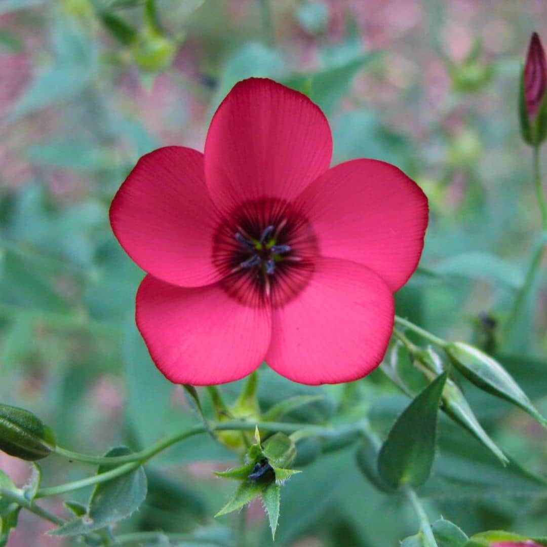 GRAINES de Lin Rouge Linum grandiflorum rubrum 