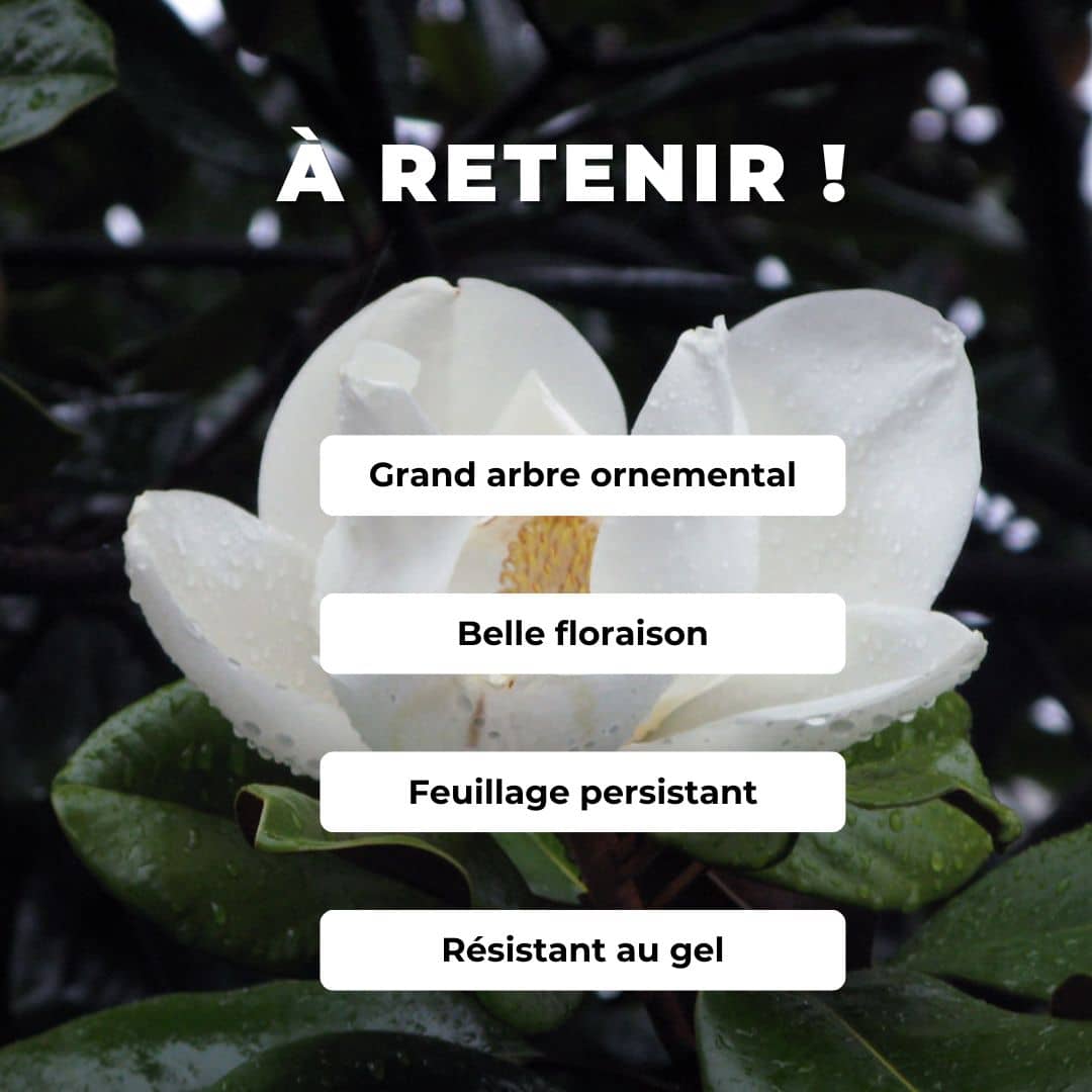 GRAINES de Magnolia grandiflora Magnolia à grandes fleurs comment semer germer et cultiver