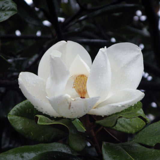 GRAINES de Magnolia grandiflora Magnolia à grandes fleurs monde vegetal