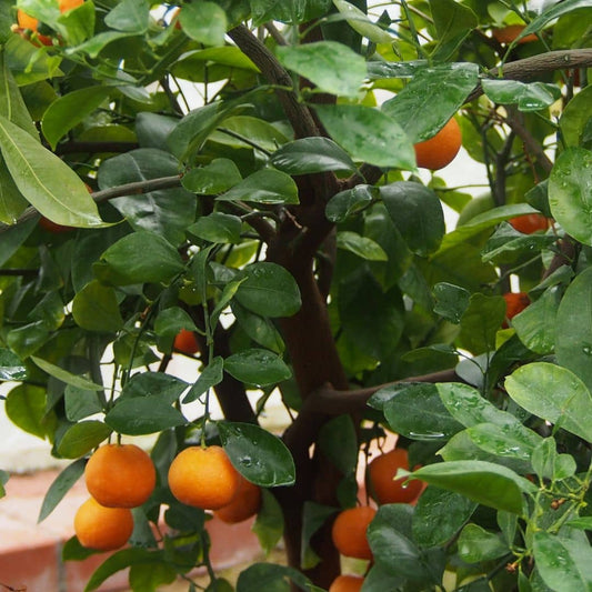 GRAINES de Mandarinier à planter Citrus reticulata agrumes monde vegetal