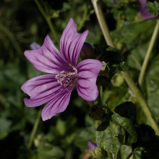 GRAINES de Mauve Sylvestre mauve sauvage malva sylvestris plantes sauvages et médicinales de monde végétal