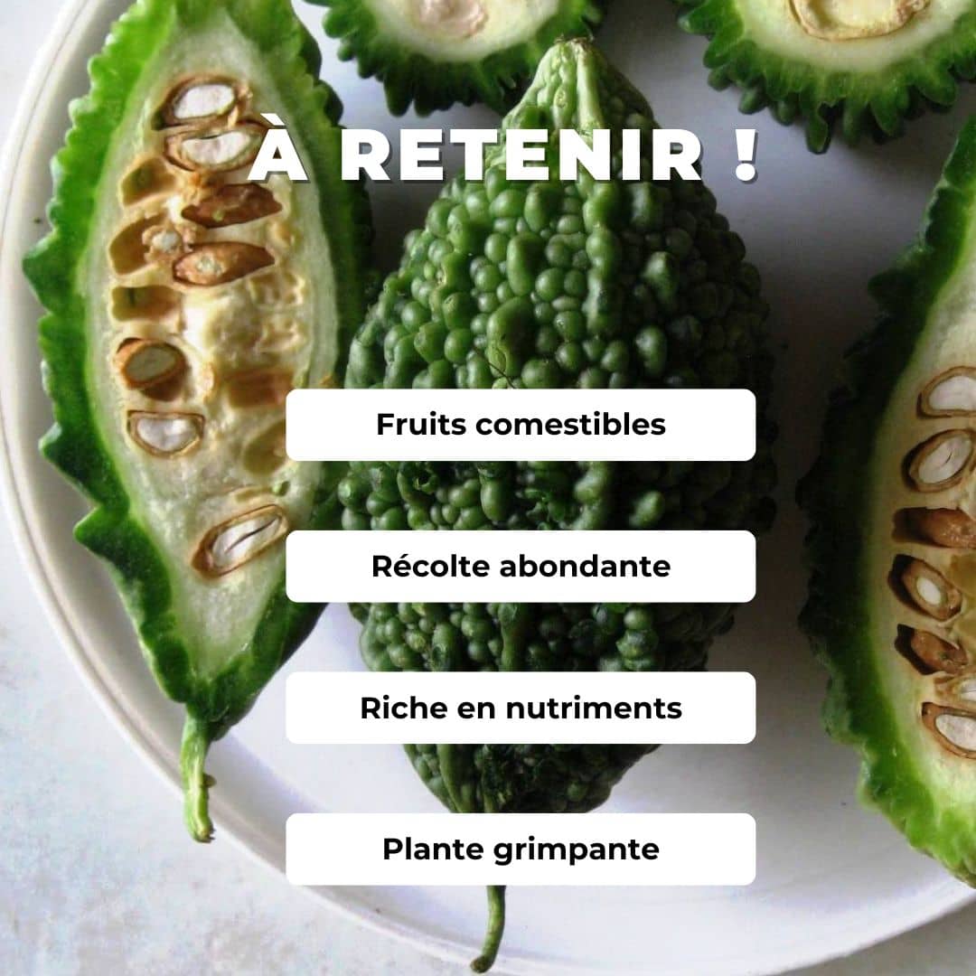 GRAINES de Momordica Margose comment semer et cultiver