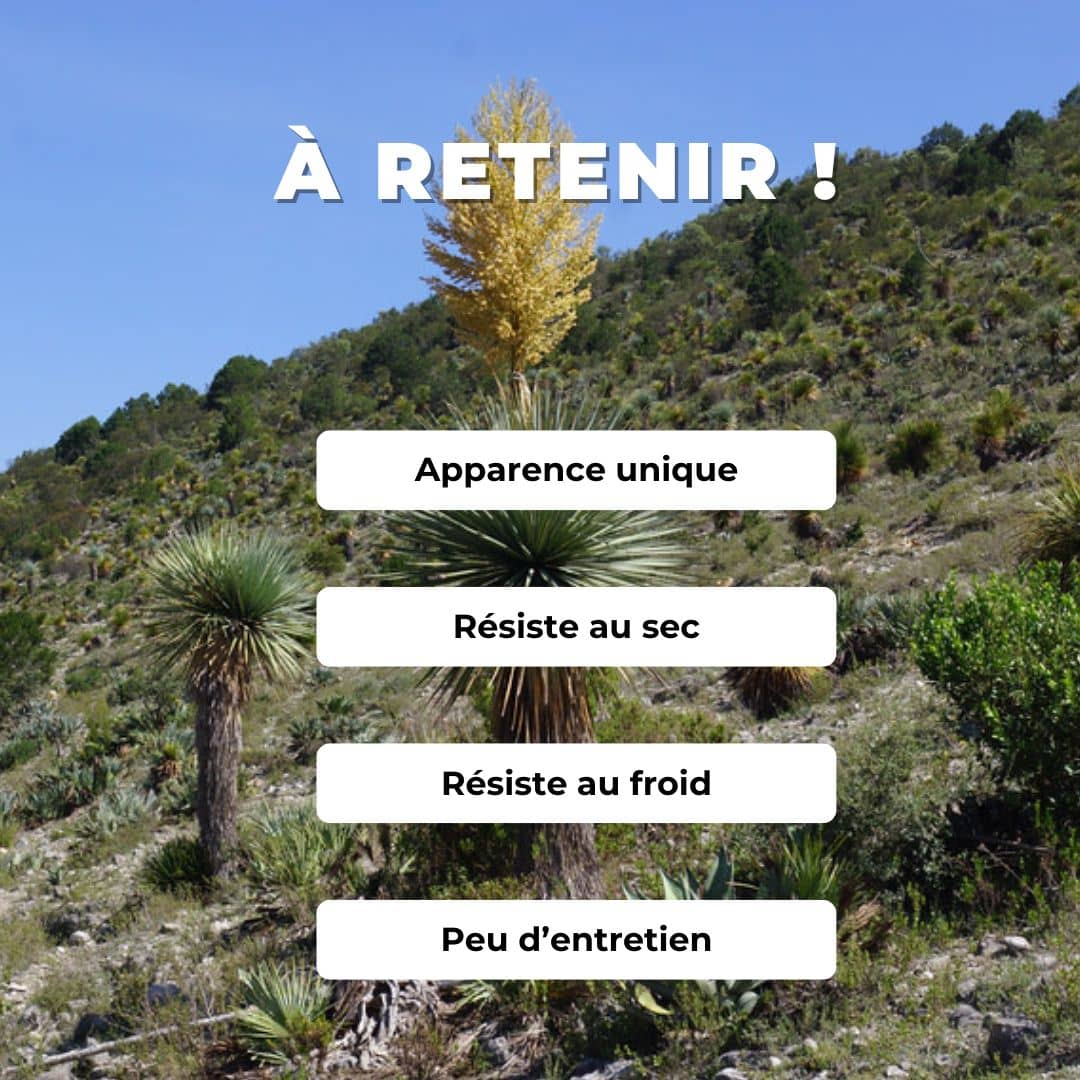 GRAINES de Noline Bleue Nolina nelsonii comment semer et cultiver