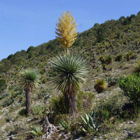 GRAINES de Noline Bleue Nolina nelsonii plantes rares