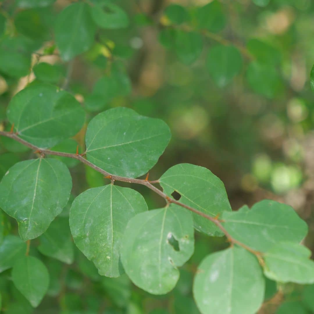 GRAINES de Paliurus australis épine du christ arbuste épineux mellifère plantes sauvages à cultiver monde végétal