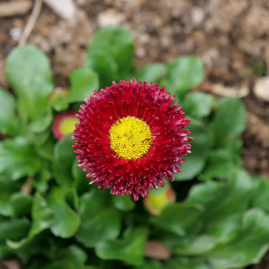 GRAINES de Pâquerette Pompon rouge rose ou blanche monde végétal