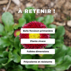 GRAINES de Pâquerette Pompon rouge rose ou blanche monde végétal comment semer et cultiver