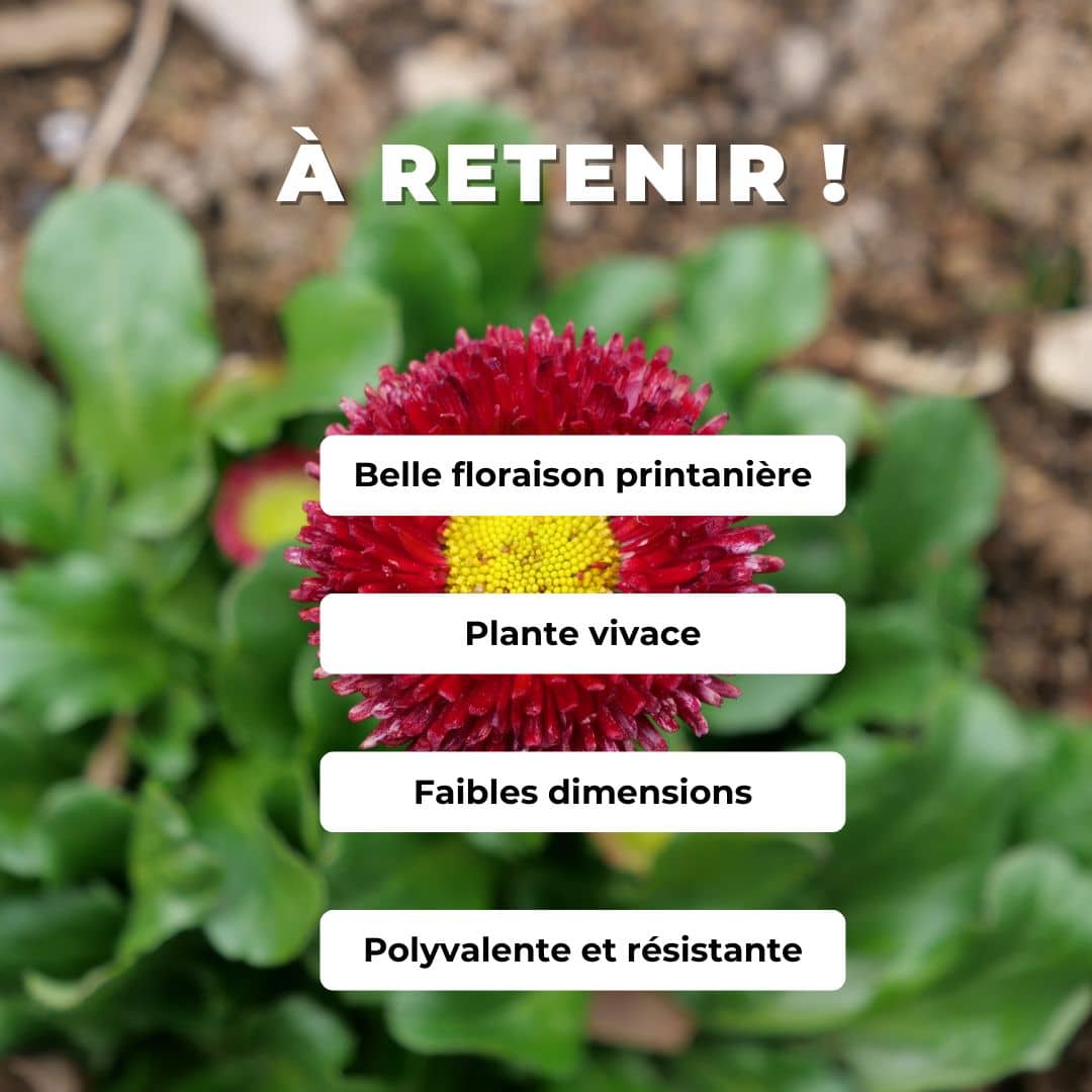 GRAINES de Pâquerette Pompon rouge rose ou blanche monde végétal comment semer et cultiver