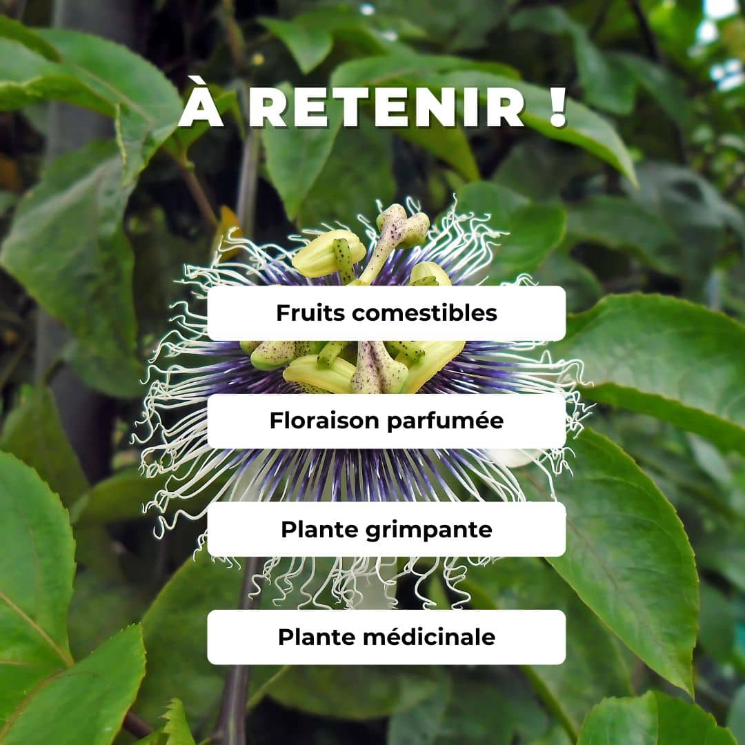 GRAINES de Passiflora edulis fruit de la passion plantes comestibles rares monde végétal comment cultiver le fruit de la passion