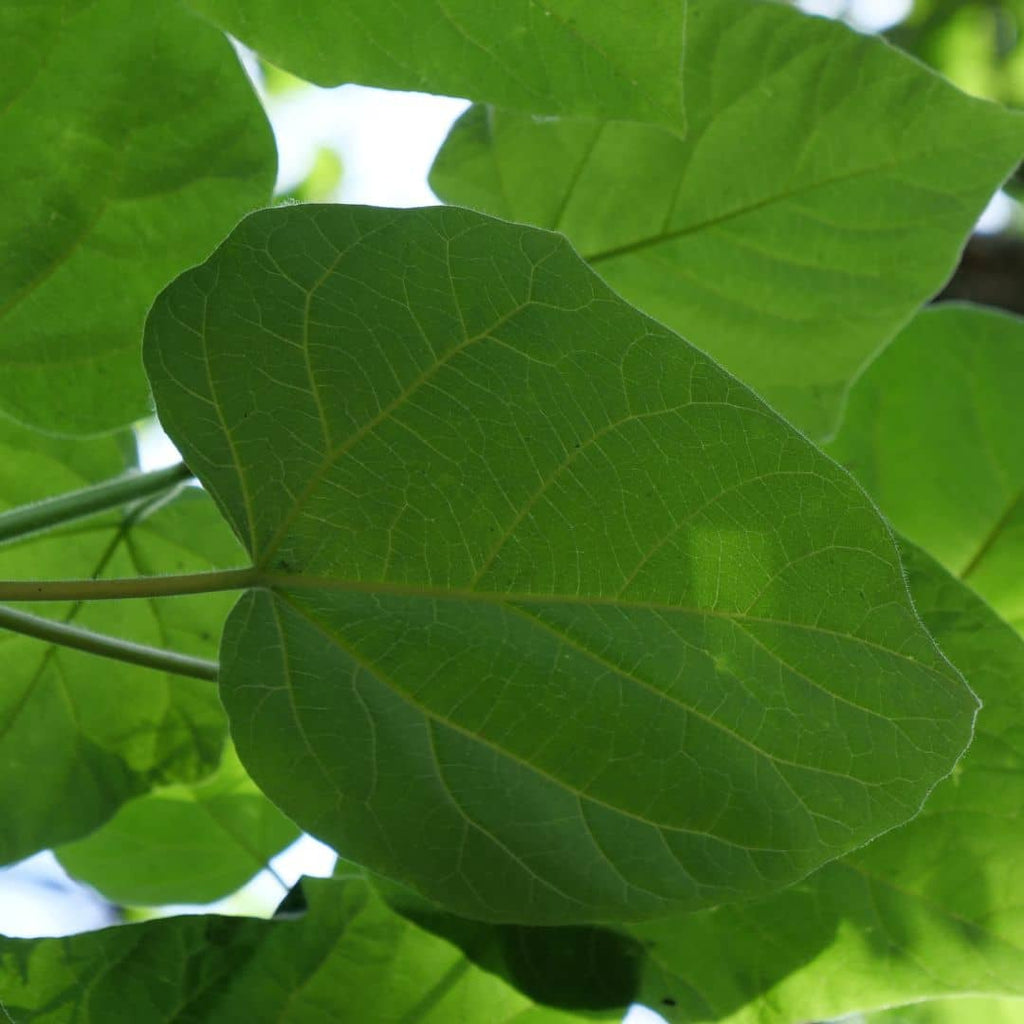 GRAINES de Paulownia tomentosa arbre impérial monde vegetal