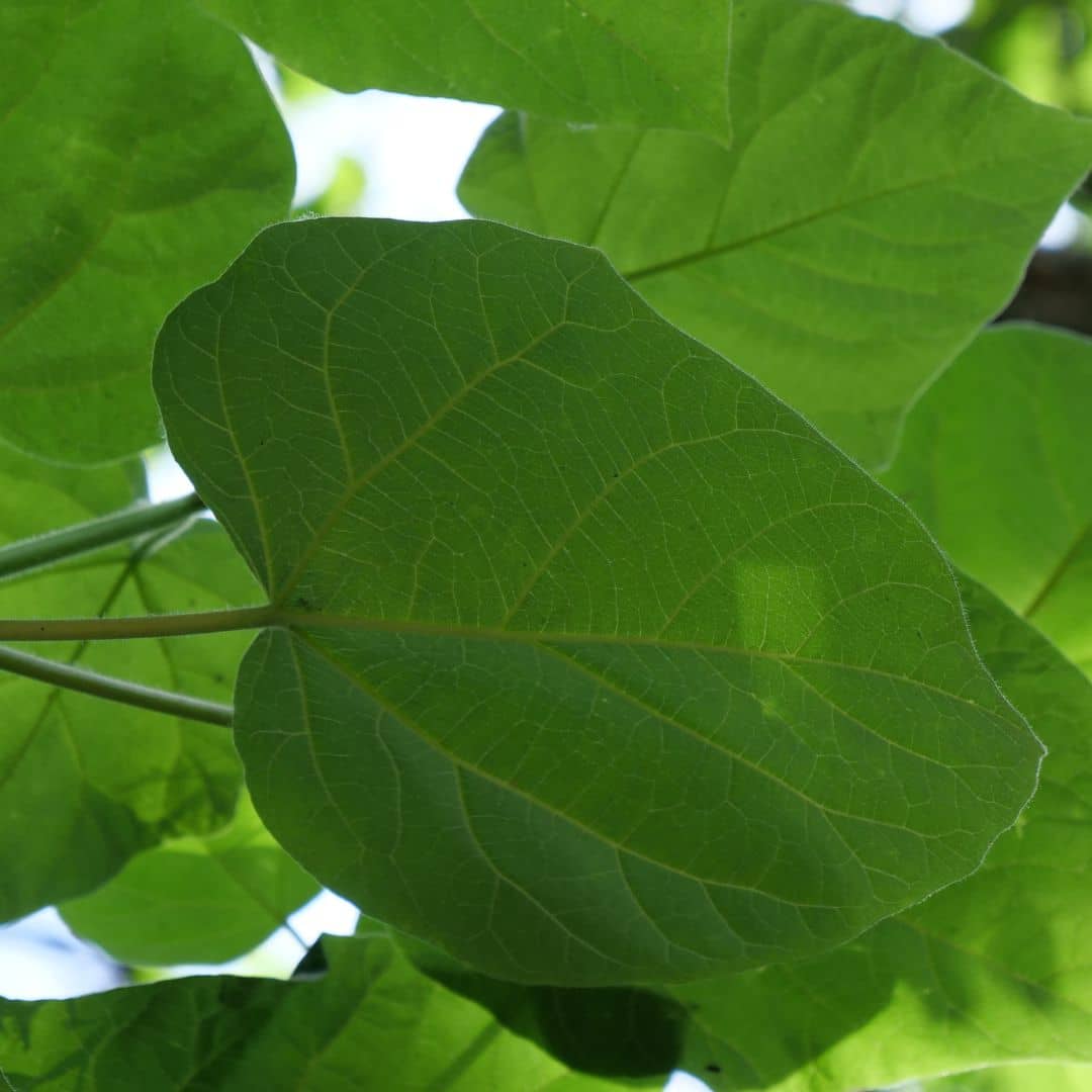 GRAINES de Paulownia tomentosa arbre impérial monde vegetal