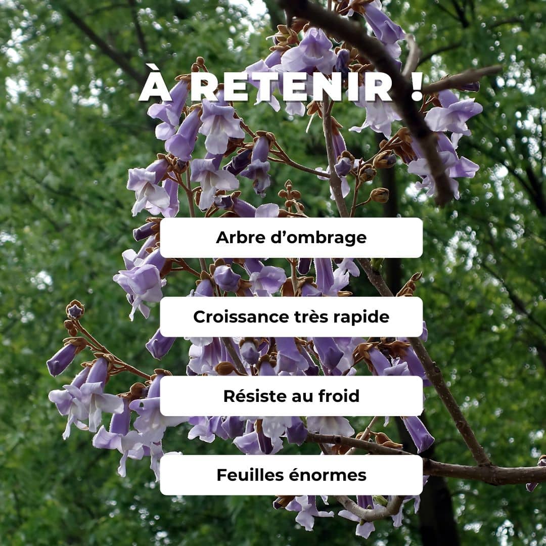 GRAINES de Paulownia tomentosa monde végétal arbres à fleurs