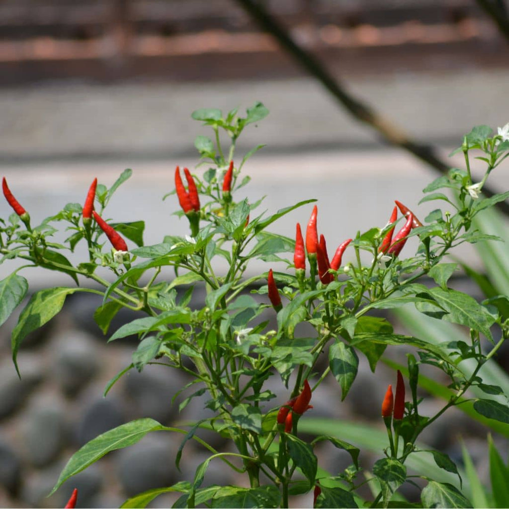 GRAINES de Piment Oiseau Capsicum frutescens collection de piment monde végétal