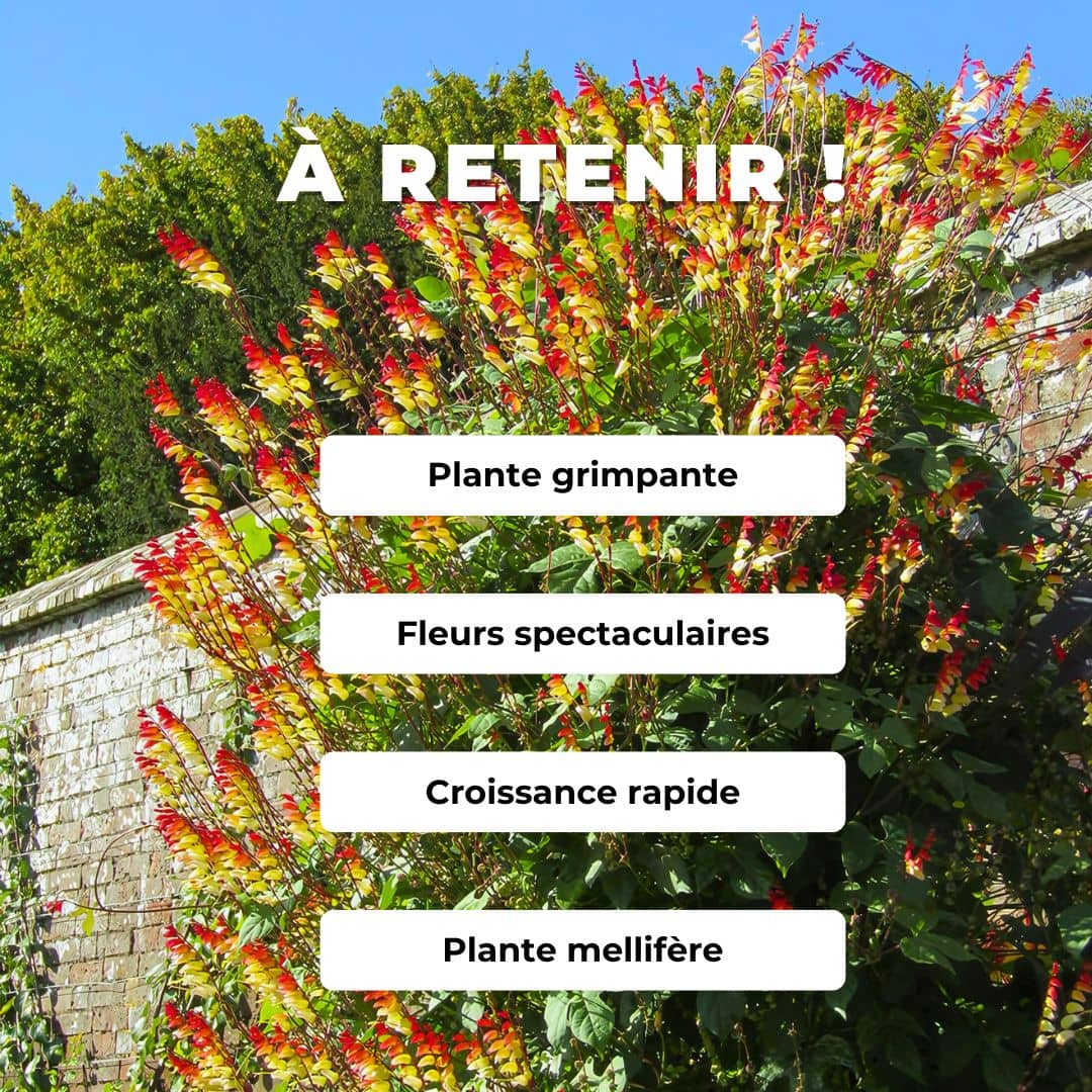 GRAINES de Plumes d'Indien Ipomea lobata Mina lobata comment semer et cultiver