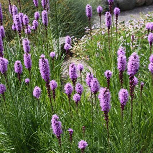 GRAINES de Plumes du Kansas liatris spicata monde vegetal