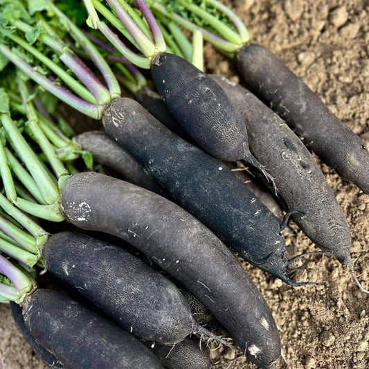 GRAINES de Radis Noir RAPHANUS SATIVUS (Radis Noirs Gros Longs) 
