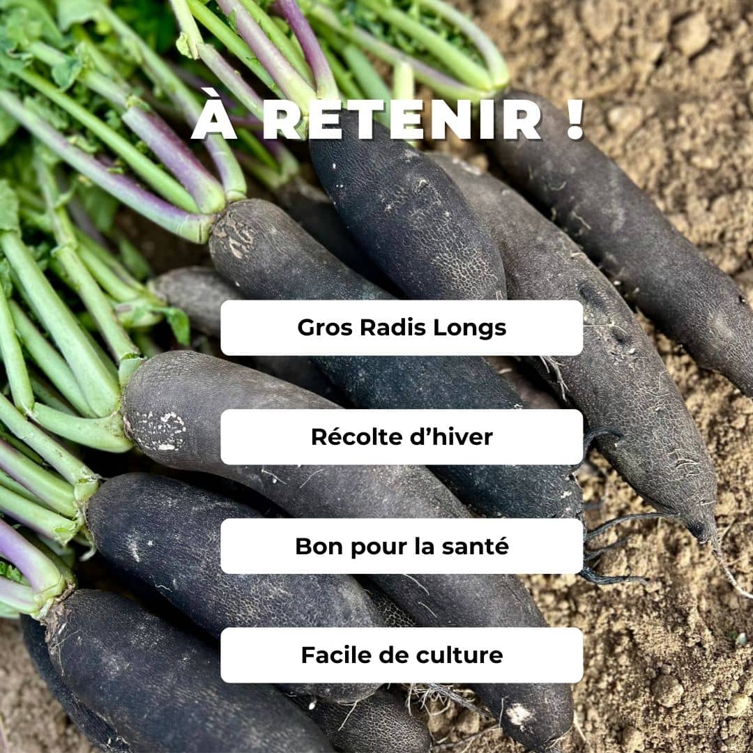 GRAINES de Radis Noir RAPHANUS SATIVUS (Radis Noirs Gros Longs)  comment le cultiver avec Monde Végétal