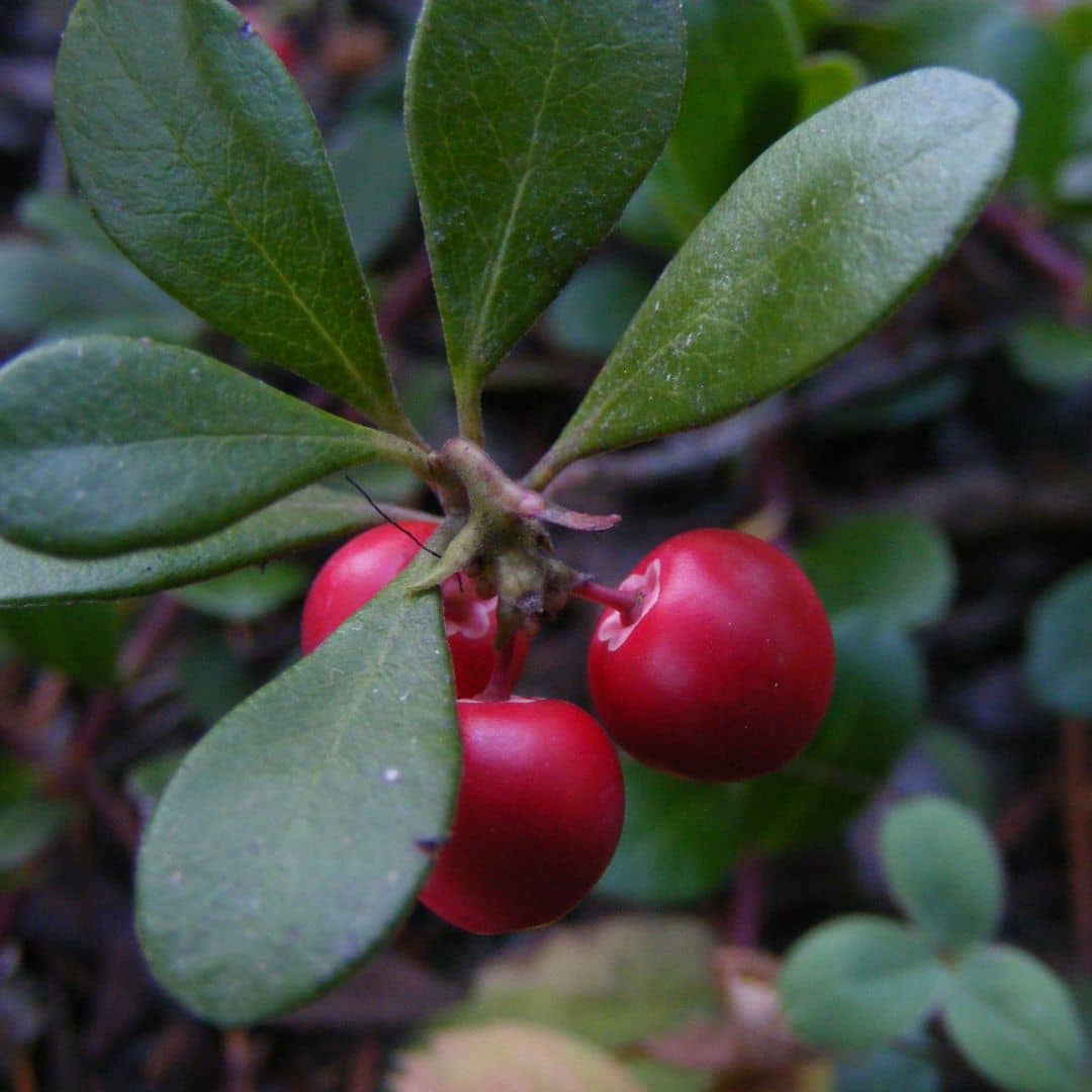 GRAINES de Raisin d'Ours Arctostaphylos uva-ursi plantes de montagne