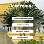 GRAINES de Ravenala madagascariensis comment semer et cultiver l'arbre du voyageur monde végétal