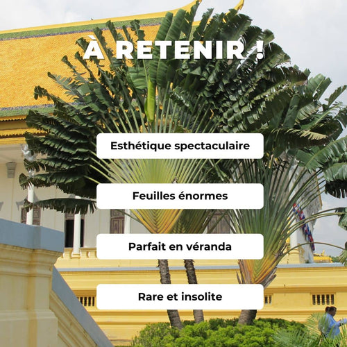 GRAINES de Ravenala madagascariensis comment semer et cultiver l'arbre du voyageur monde végétal