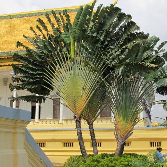 GRAINES de Ravenala madagascariensis comment semer et cultiver l'arbre du voyageur monde végétal plantes exotiques