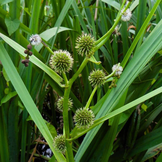 GRAINES de Rubanier d'eau Sparganium erectum plantes aquatiques