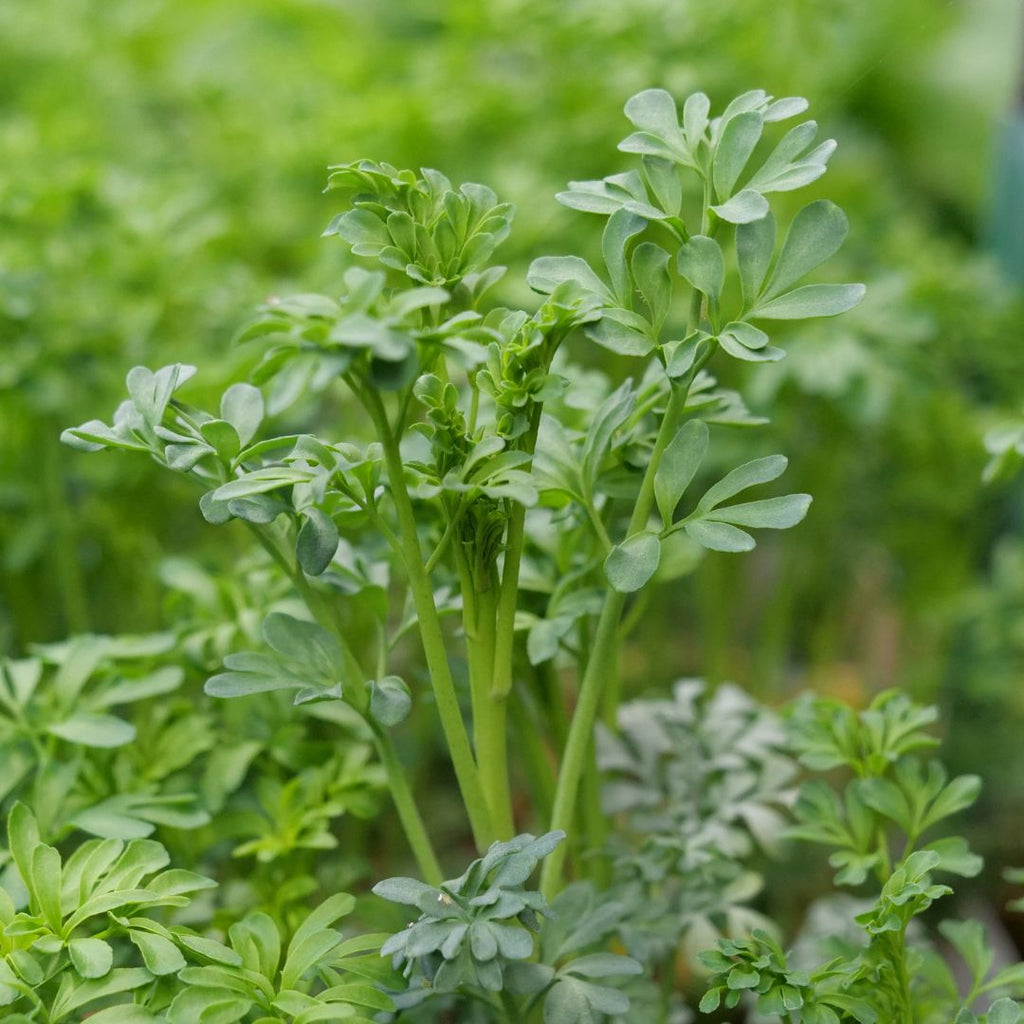 GRAINES de Rue officinale ruta graveolens plante aromatique à semer
