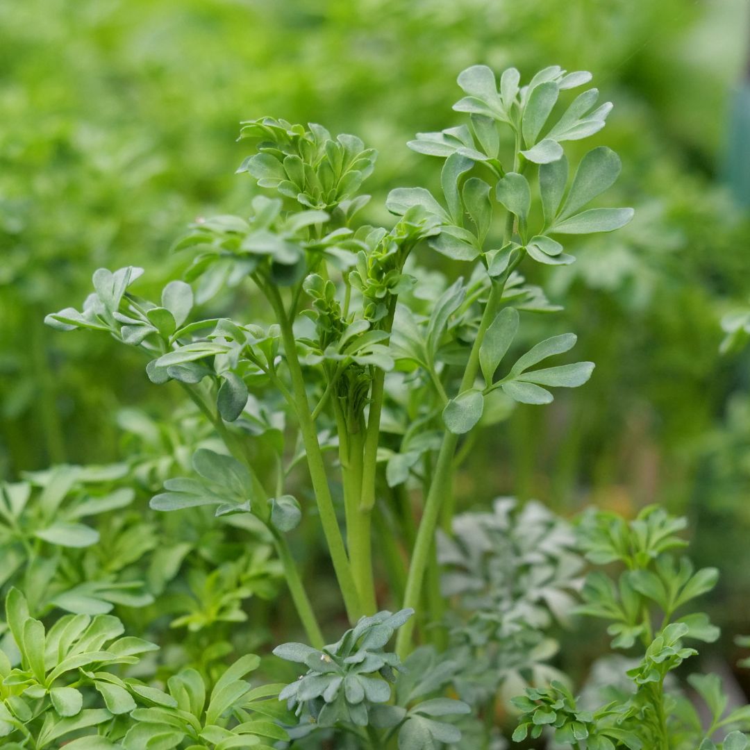 GRAINES de Rue officinale ruta graveolens plante aromatique à semer