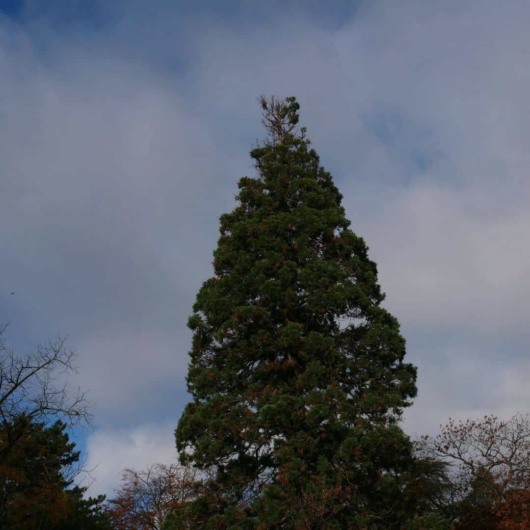 GRAINES de Séquoia Géant Sequoiadendron giganteum à faire germer et cultiver monde vegetal
