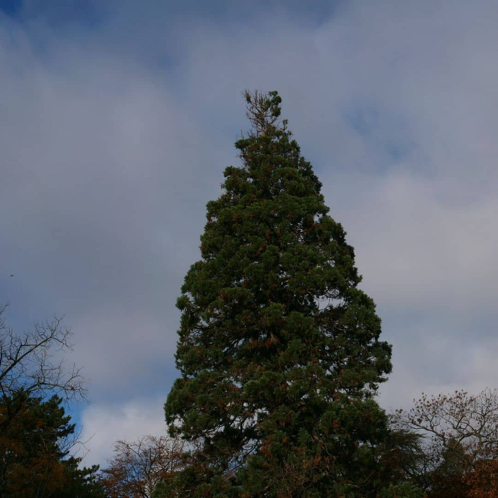 GRAINES - Séquoia Géant (Sequoiadendron giganteum)