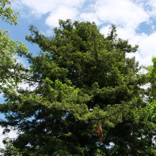 GRAINES de Séquoia toujours vert sequoia à feuilles d'if sequoia sempervirens à germer monde vegetal