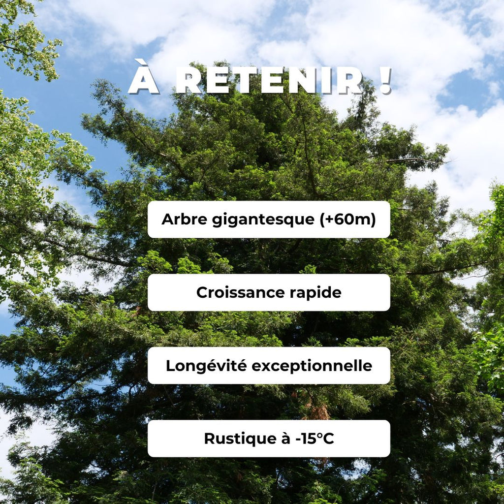 GRAINES de Séquoia toujours vert sequoia à feuilles d'if sequoia sempervirens à germer monde vegetal comment cultiver et planter