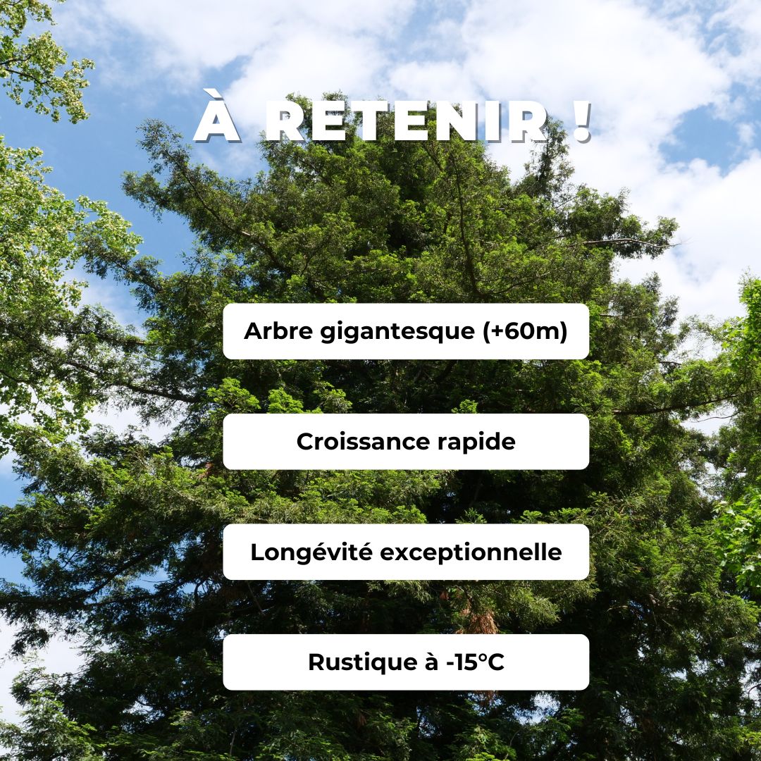 GRAINES de Séquoia toujours vert sequoia à feuilles d'if sequoia sempervirens à germer monde vegetal comment cultiver et planter