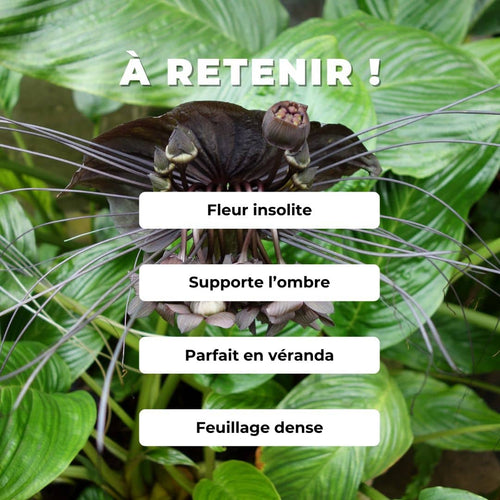 GRAINES de Tacca chantrieri fleur chauve-souris monde végétal plantes rares et insolites fleurs rares