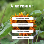 GRAINES de Tournesol Chocolat Helianthus annuus velvet queen monde végétal plantes potagères rares comment semer et cultiver le tournesol