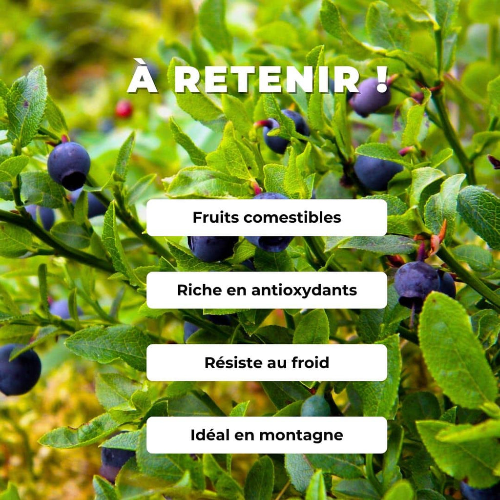 GRAINES de Vaccinium myrtillus Myrtille comment semer planter et cultiver
