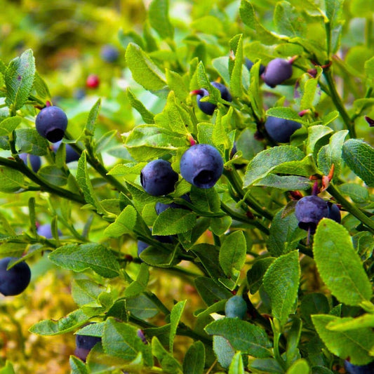 GRAINES de Vaccinium myrtillus Myrtille monde vegetal